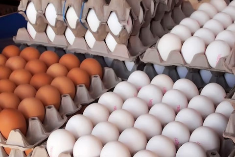 تصویر 5 از خرید و قیمت تخم مرغ شانه ۳۰ عددی + فروش عمده
